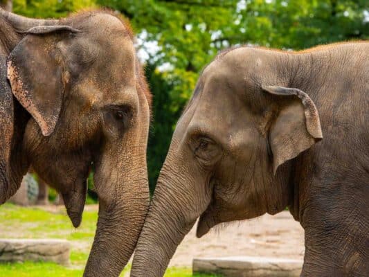 Tiere 0206009